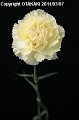 Dianthus Packs